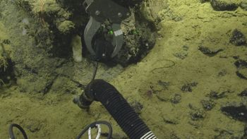 Media type: image;   Invertebrate Zoology 153115 Description: live specimen;